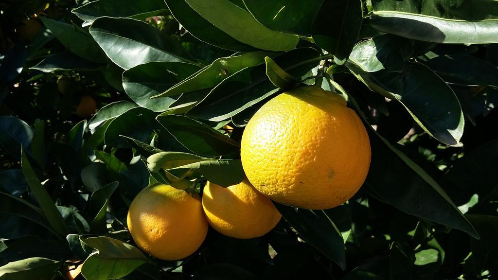 Apartment Orange Tree Πορτορόζ Εξωτερικό φωτογραφία