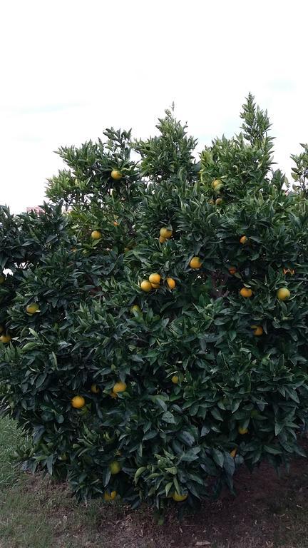Apartment Orange Tree Πορτορόζ Εξωτερικό φωτογραφία